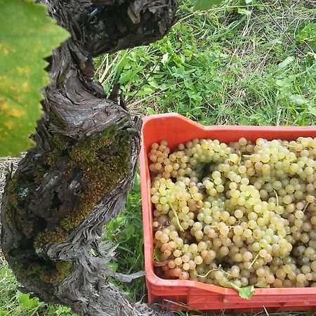 Farmstay Kmetija Stekar Kojsko Kültér fotó