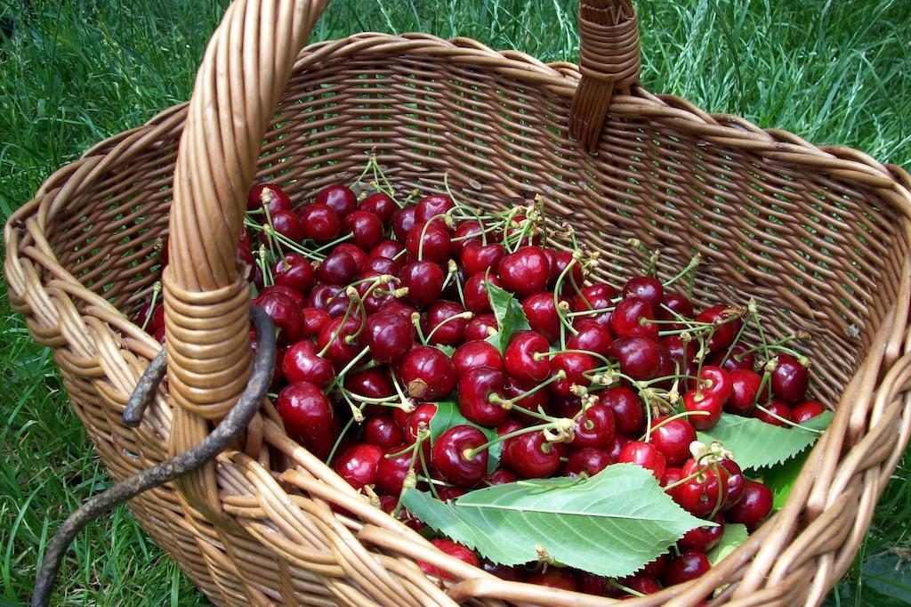Farmstay Kmetija Stekar Kojsko Kültér fotó